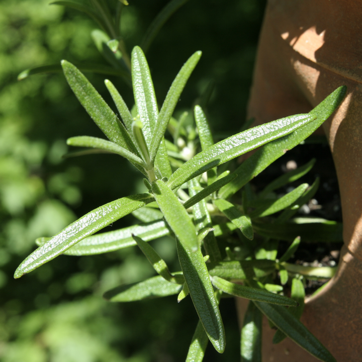 Organic tarragon - German cultivation