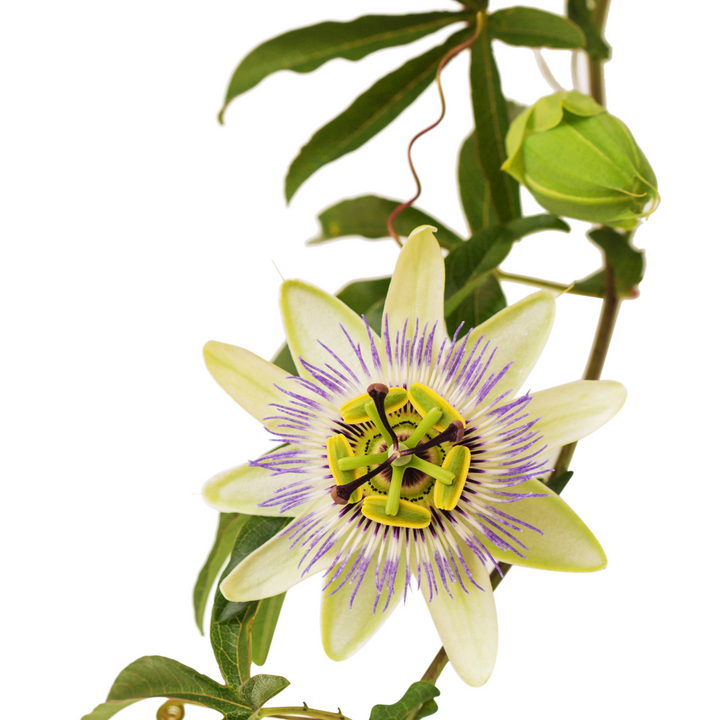 Passionsblumenkraut - Abendtee & Good Night