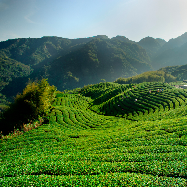 Mont Jiaogulan