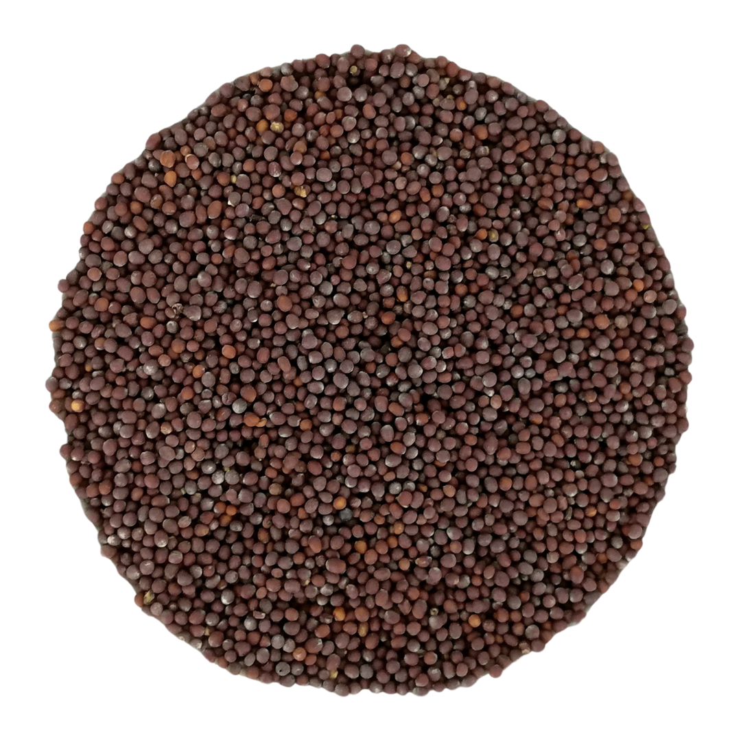 Graines de moutarde noire bio - culture allemande