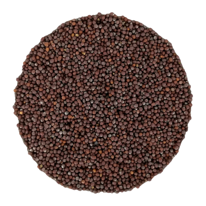 Graines de moutarde noire bio - culture allemande
