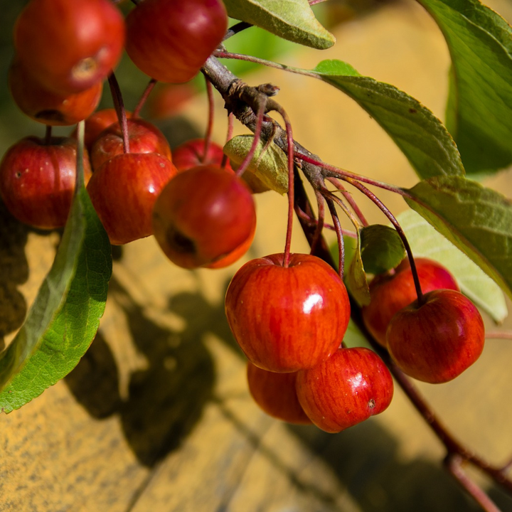 Pomme sauvage, biologique