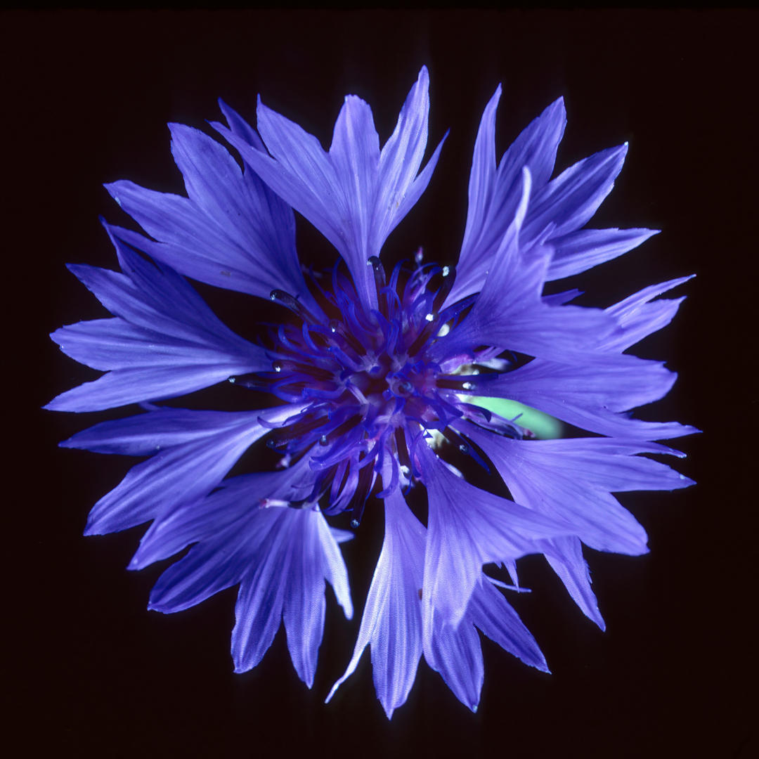 Blaue Kornblume - Tee & Potpourri