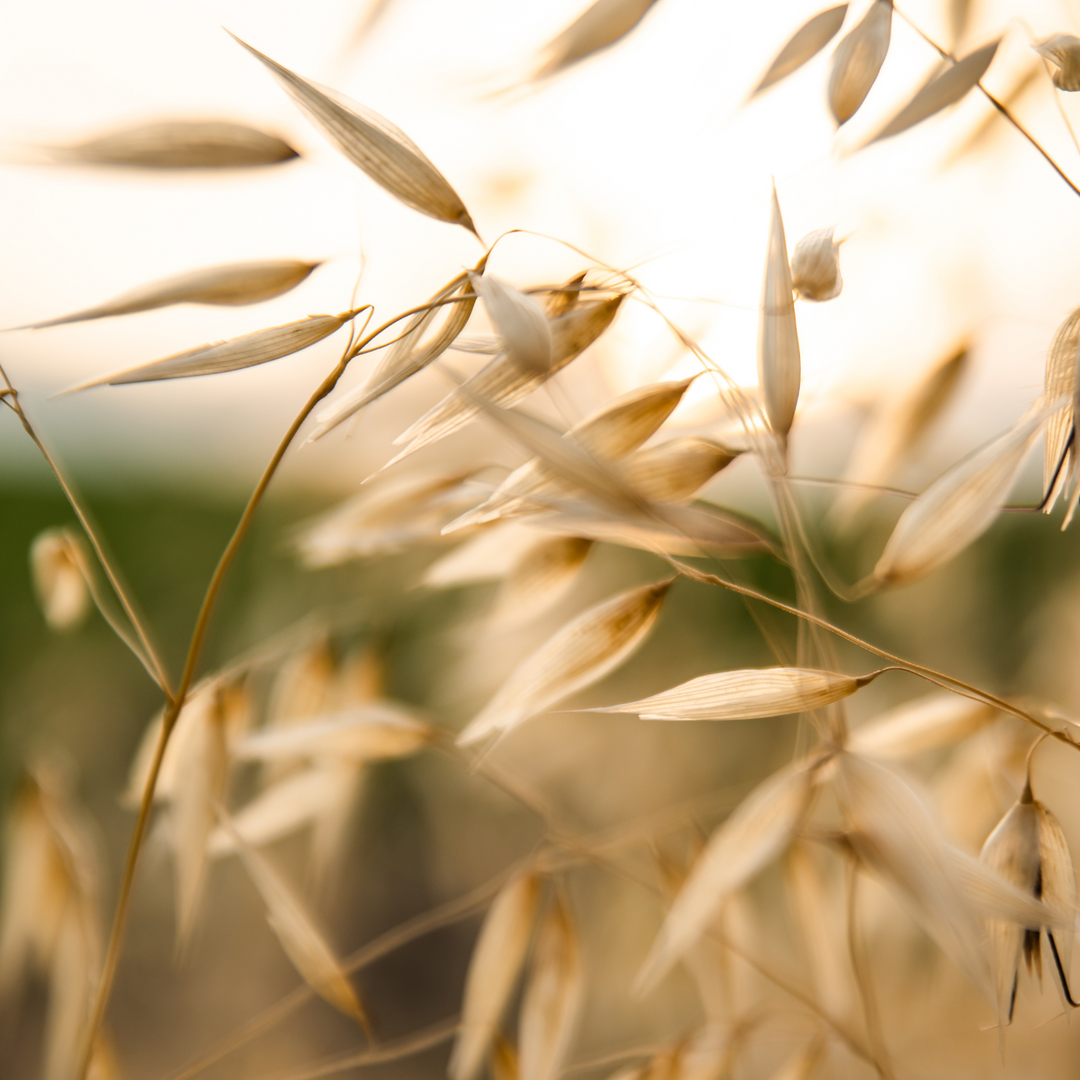 Oat herb, cut, organic
