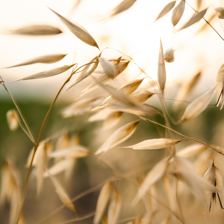 Oat herb, cut, organic