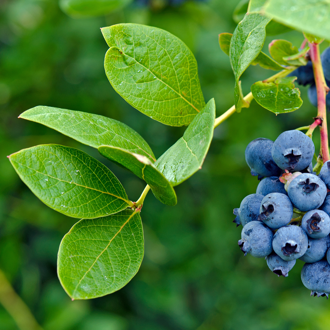 Feuilles de bleuet, hachées