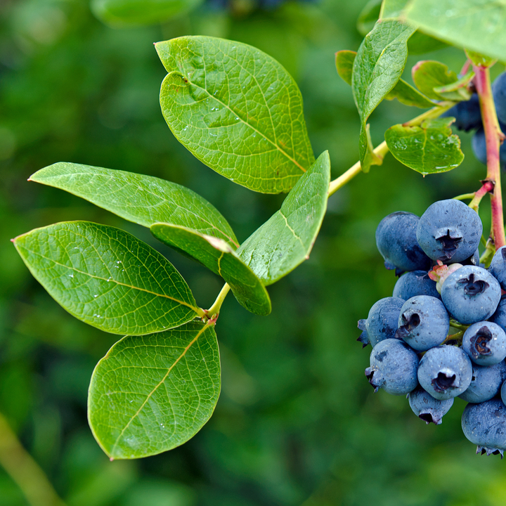Feuilles de bleuet, hachées