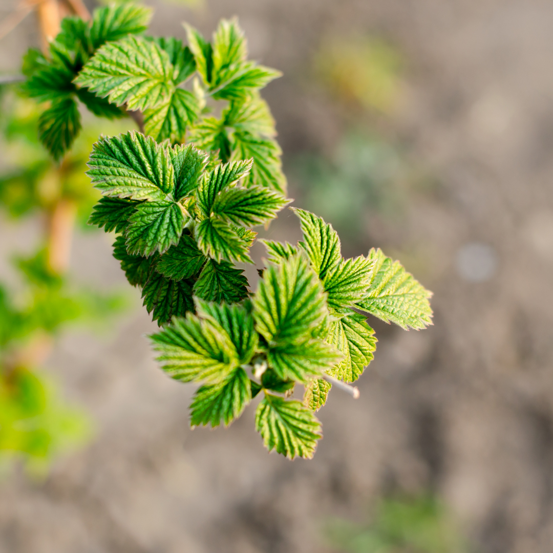 Feuilles de framboisier, coupées, biologiques