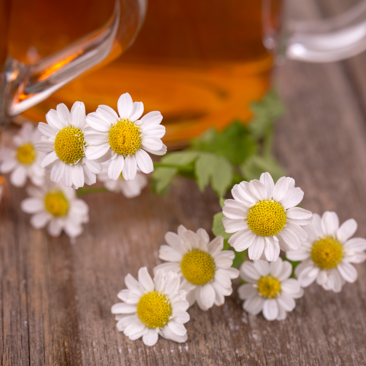 Fleurs de camomille - aromatiques - capitules