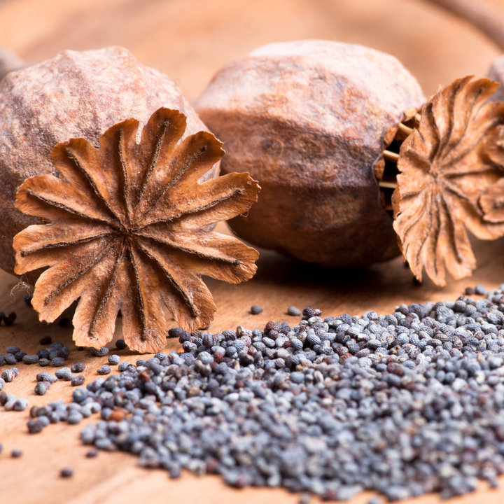 Organic blue poppy - German cultivation