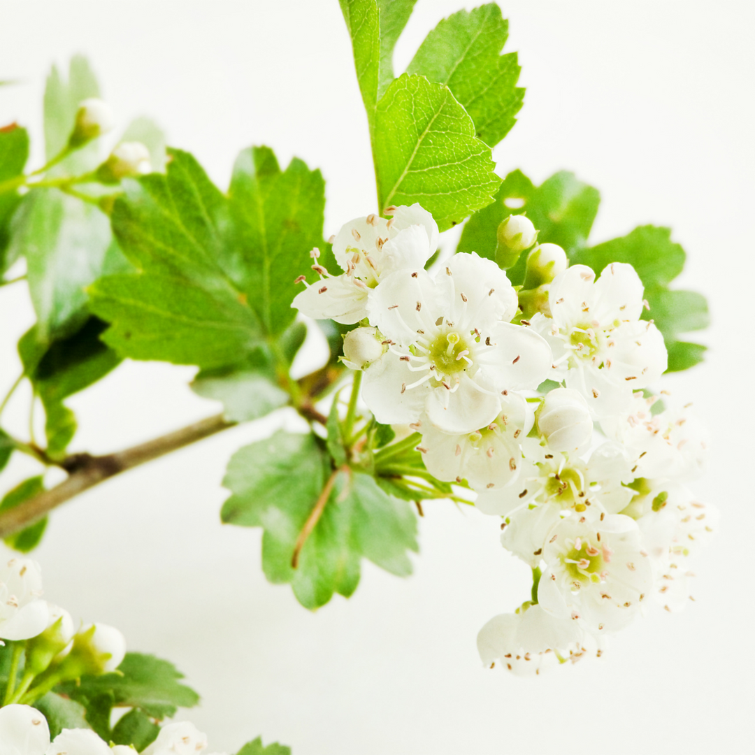 Organic hawthorn leaves with flowers