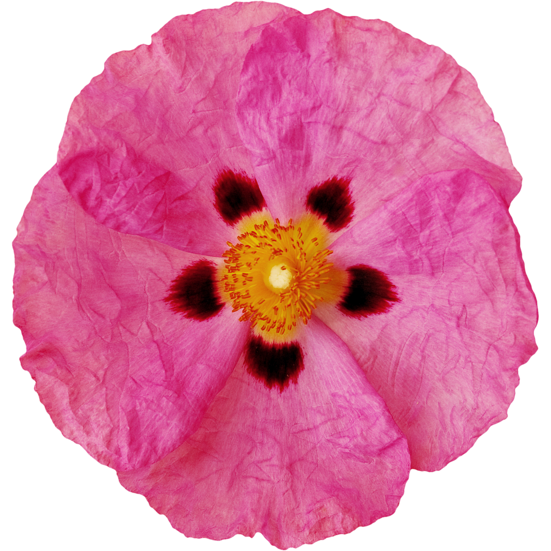 Dalmatian cistus tea - hot &amp; cold for young &amp; old