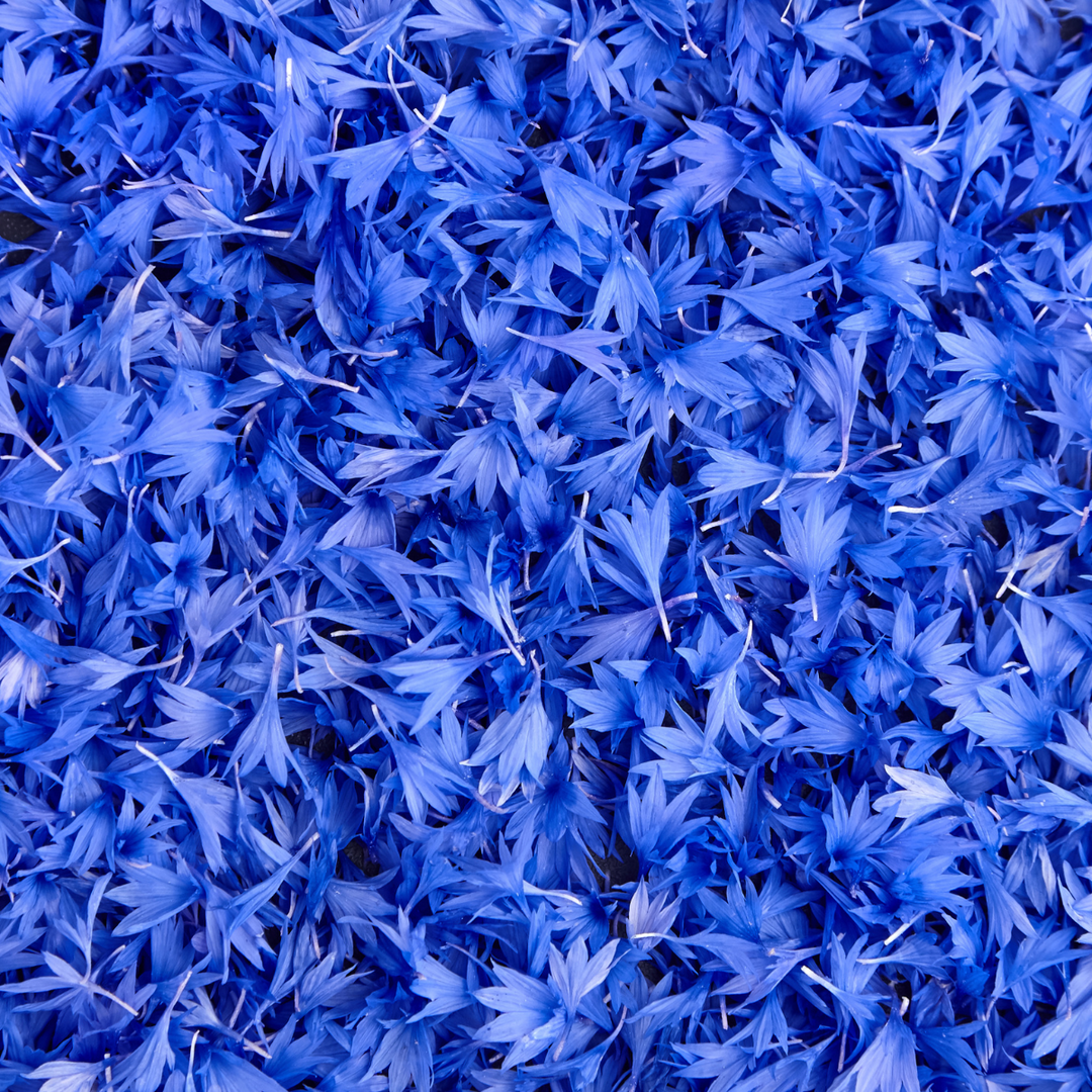 Blaue Kornblume - Tee & Potpourri