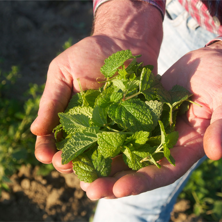 Organic European Lemon Balm