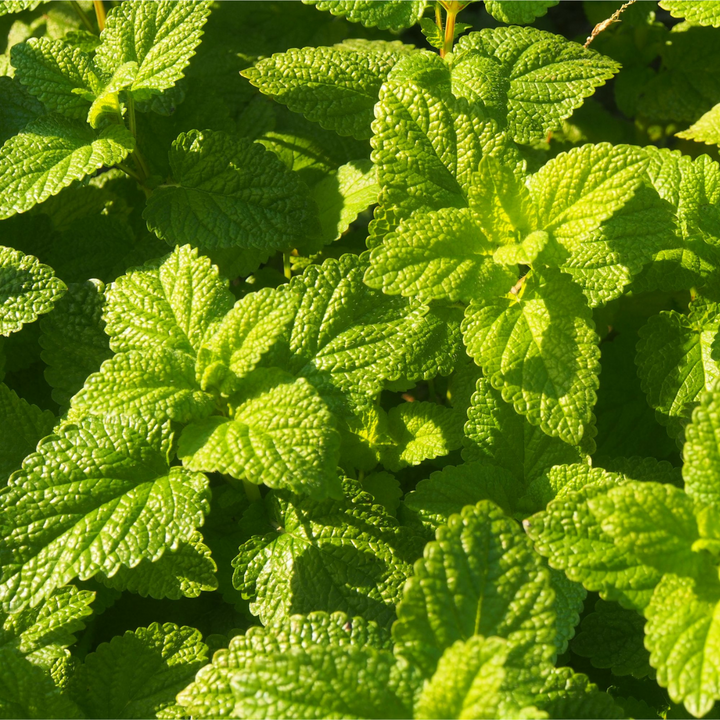 Organic European Lemon Balm