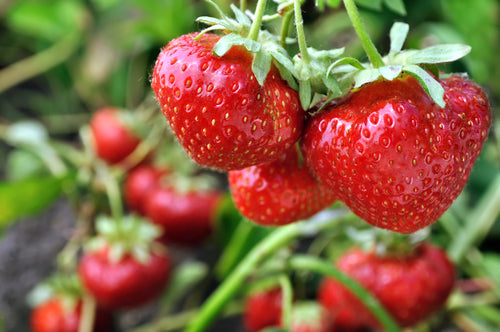 Erdbeeren - ganze Früchte - 100 % natürlich - B-Ware